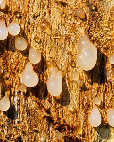 Boswellia serrata