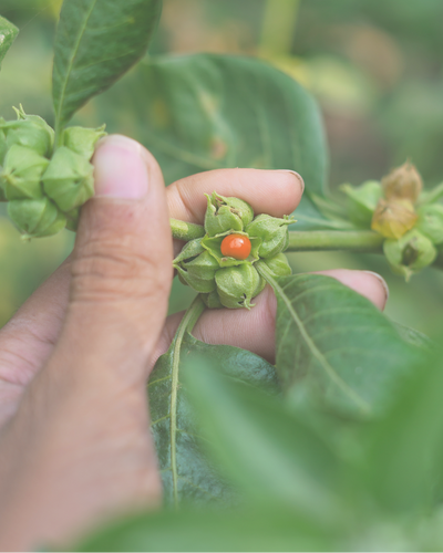 Ashwagandha