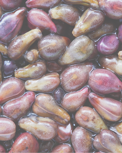 Grape seed