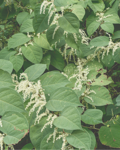 Resveratrol