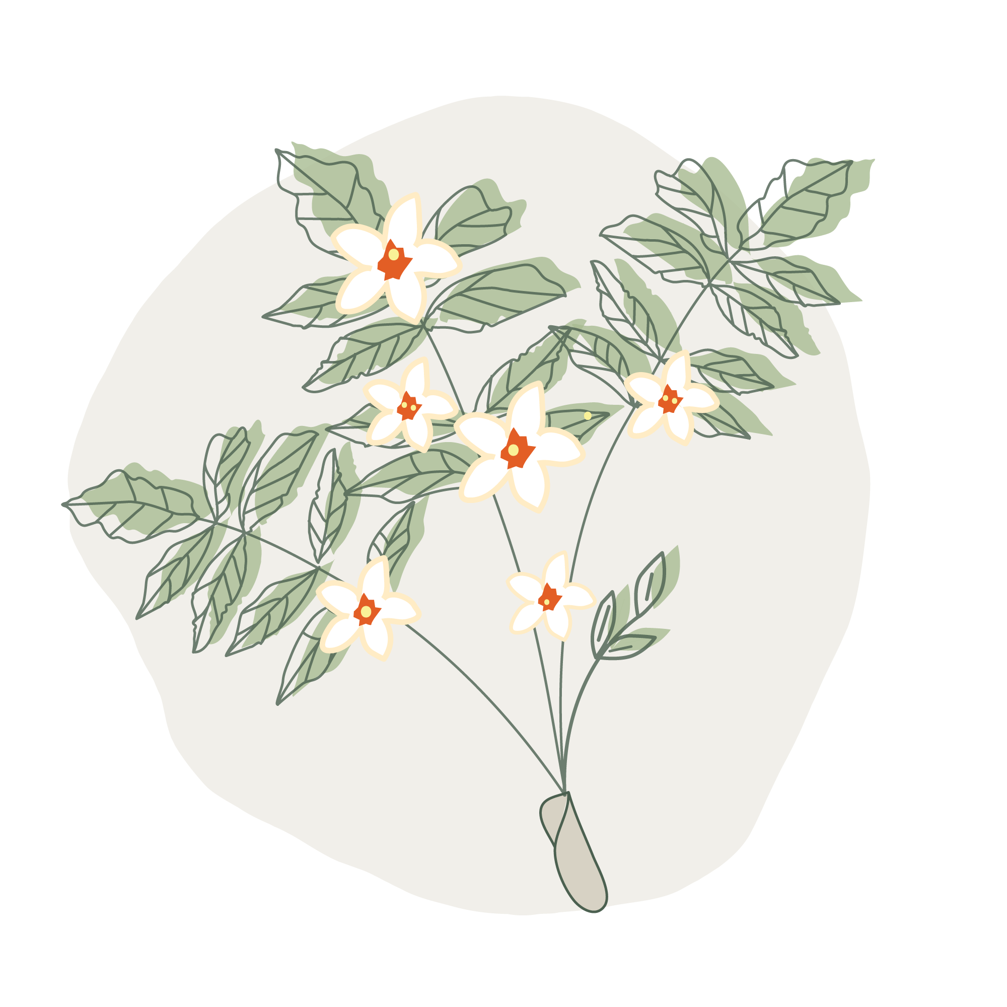 Illustration of boswellia serrata extract 