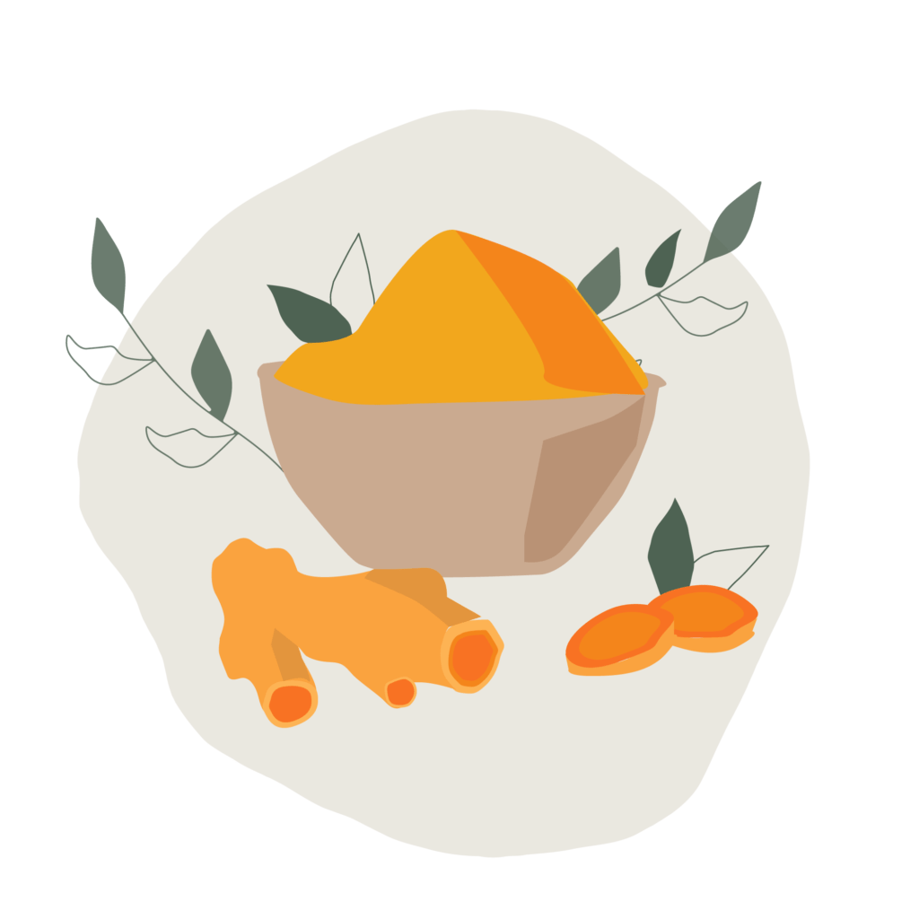 Illustrated image of Curcuma longa rhizome 