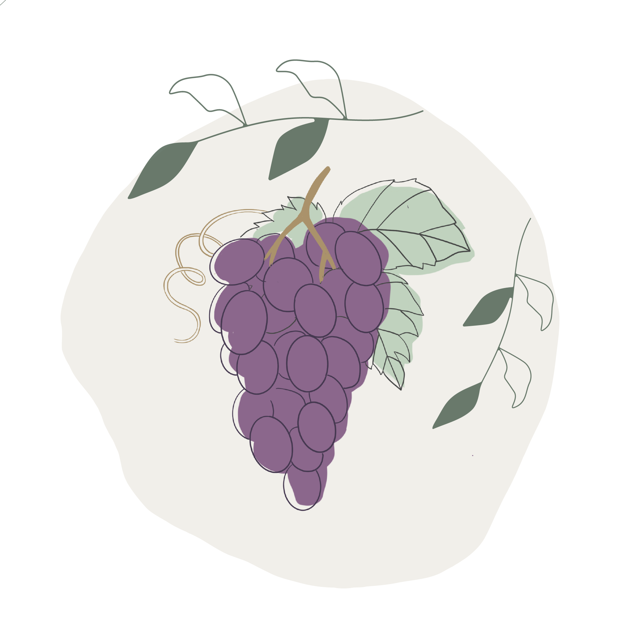 Illustration of Vitis vinifera extract
