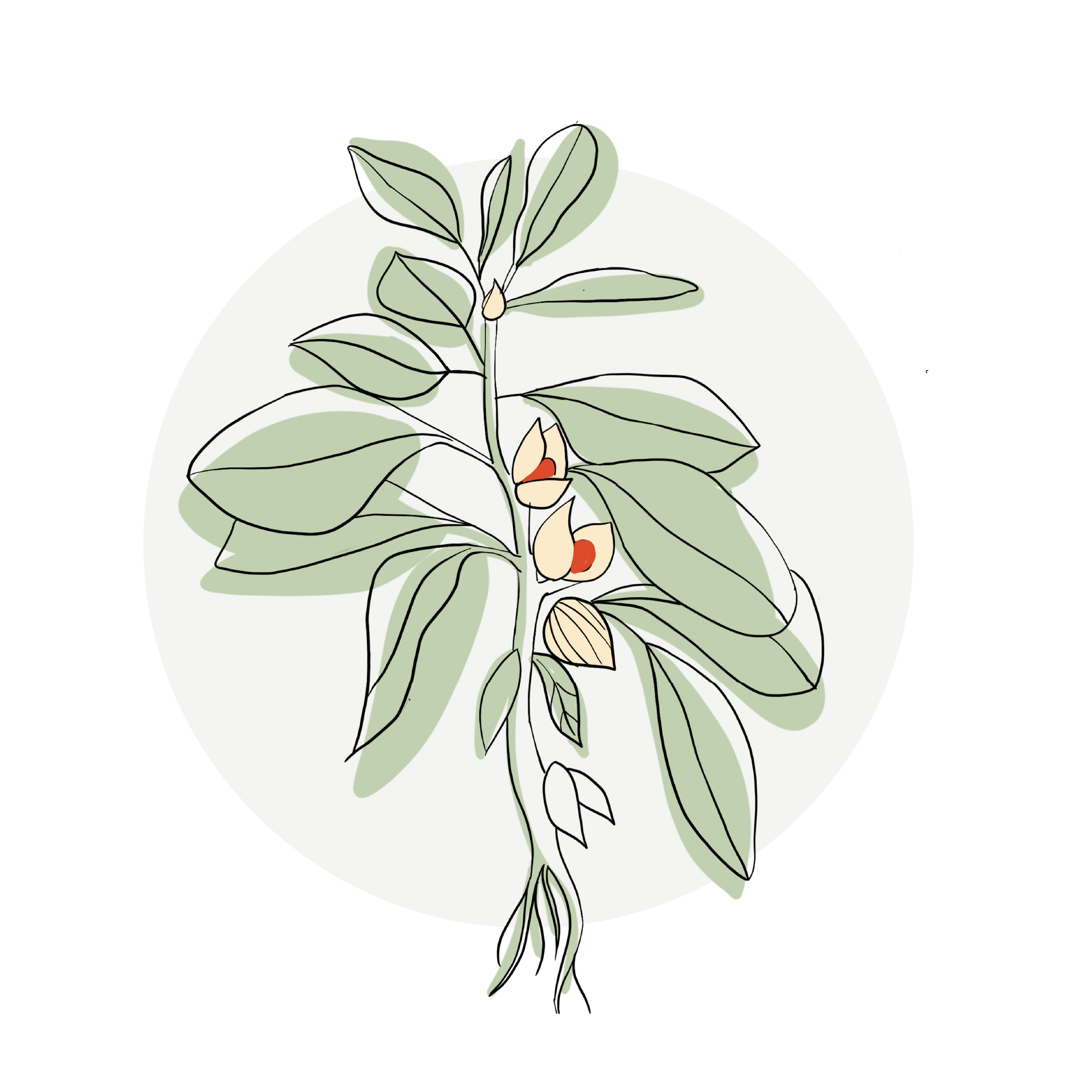 Illustration of Withania somnifera root extract 